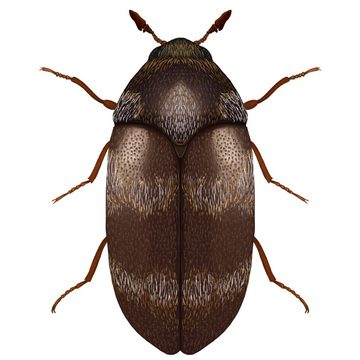 Мегатома складская (Megatoma tianschanica Sokolov)