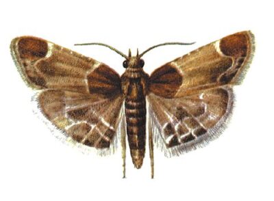 Мучная огневка (Pyralis farinalis)