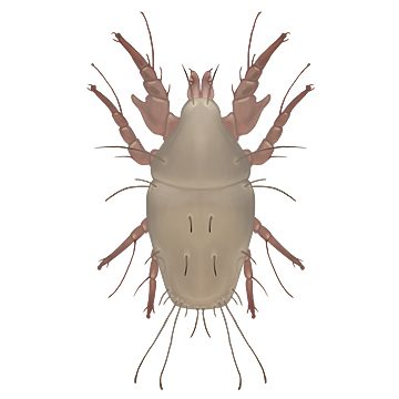 Мучной клещ (Acarus siro L)