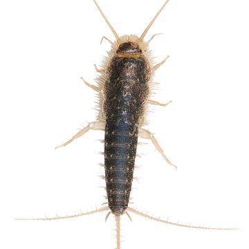 Обыкновенная чешуйница (сахарная) (Lepisma saccharina)