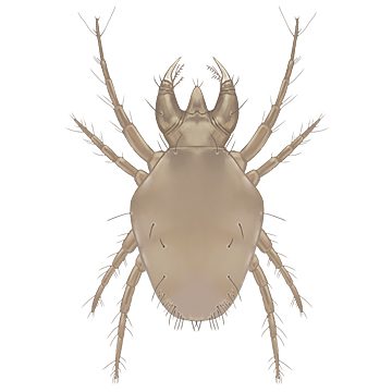 Обыкновенный хищный клещ (Cheyletus eruditus Schrk)