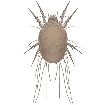 Обыкновенный волосатый клещ (Clycyphagus destructor Duds)