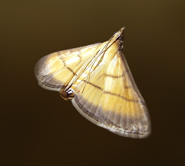 Рисовая огневка (Corcyra cephalonica)