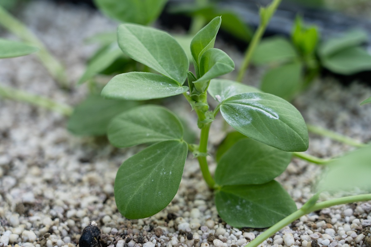 Фото: Александр Плонский / "Агроэксперт" 
