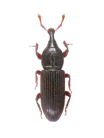 Рогатый долгоносик (Cossonus linearis)