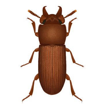 Рогатый хрущак (Gnathocerus cornufus)