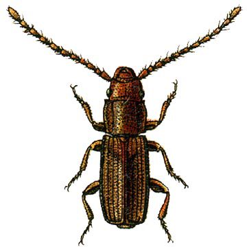 Рыжий мукоед (Laemophloeus testaceus F)