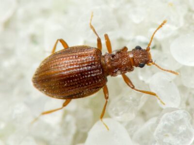 Скрытник домовой (Lathridius bergrothi Reit)