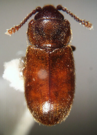 Скрытноед остроугольный (Cryptophagus acutangulus Gull)