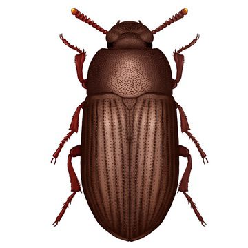 Смоляно-бурый хрущак (Aiphitophagus diaperinus Panz)