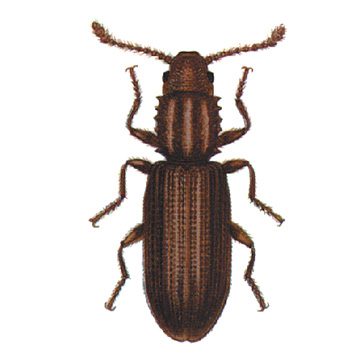 Суринамский мукоед (Oryzaephilus surinamensis)