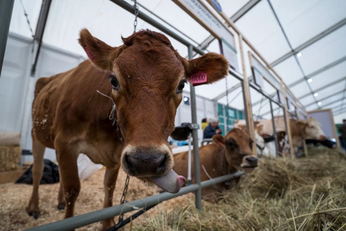 Фото: Александр Плонский / "Агроэксперт"