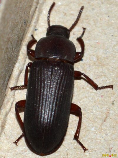 Темный мучной хрущак (Tenebrio obscures F)