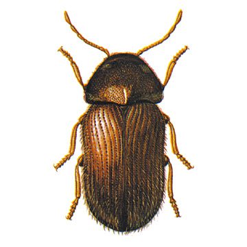 Точильщик хлебный (Stegobium pzniceum L)