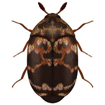 Трогодерма пестроцветная (Trogoderma versicolor Cr)