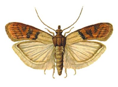 Южная огневка (индийская моль) (Plodia interpunctella)