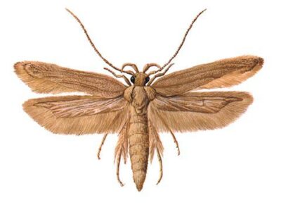 Зерновая моль  (Sitotroga cerealella)