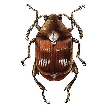 Зерновка четырехпятнистая (Callosobruchus maculatus F)