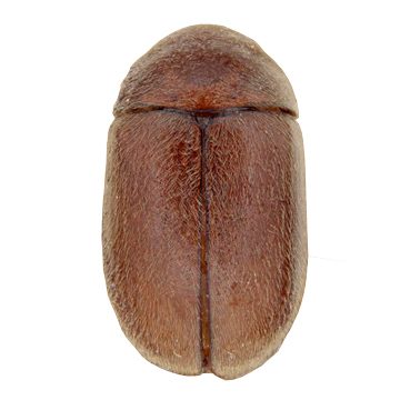 Табачный жук (Lasioderma serricorne Fabr)