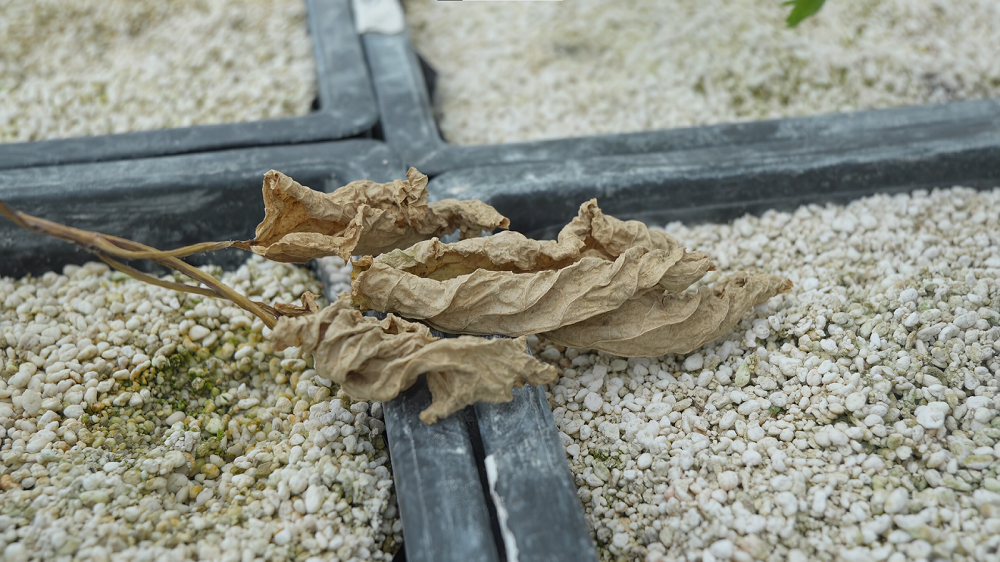 Борщевик, биогербицид