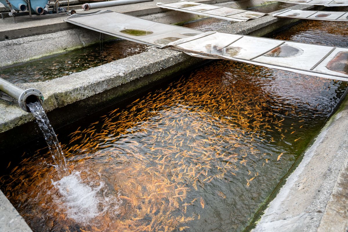 Фото: Александр Плонский / «Агроэксперт»