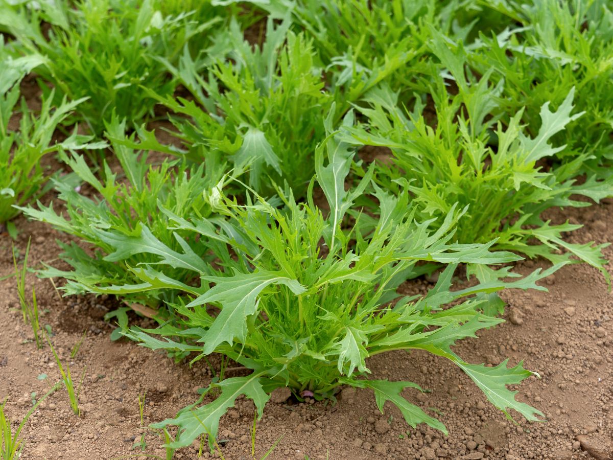 Фото: y-studio / GettyImages