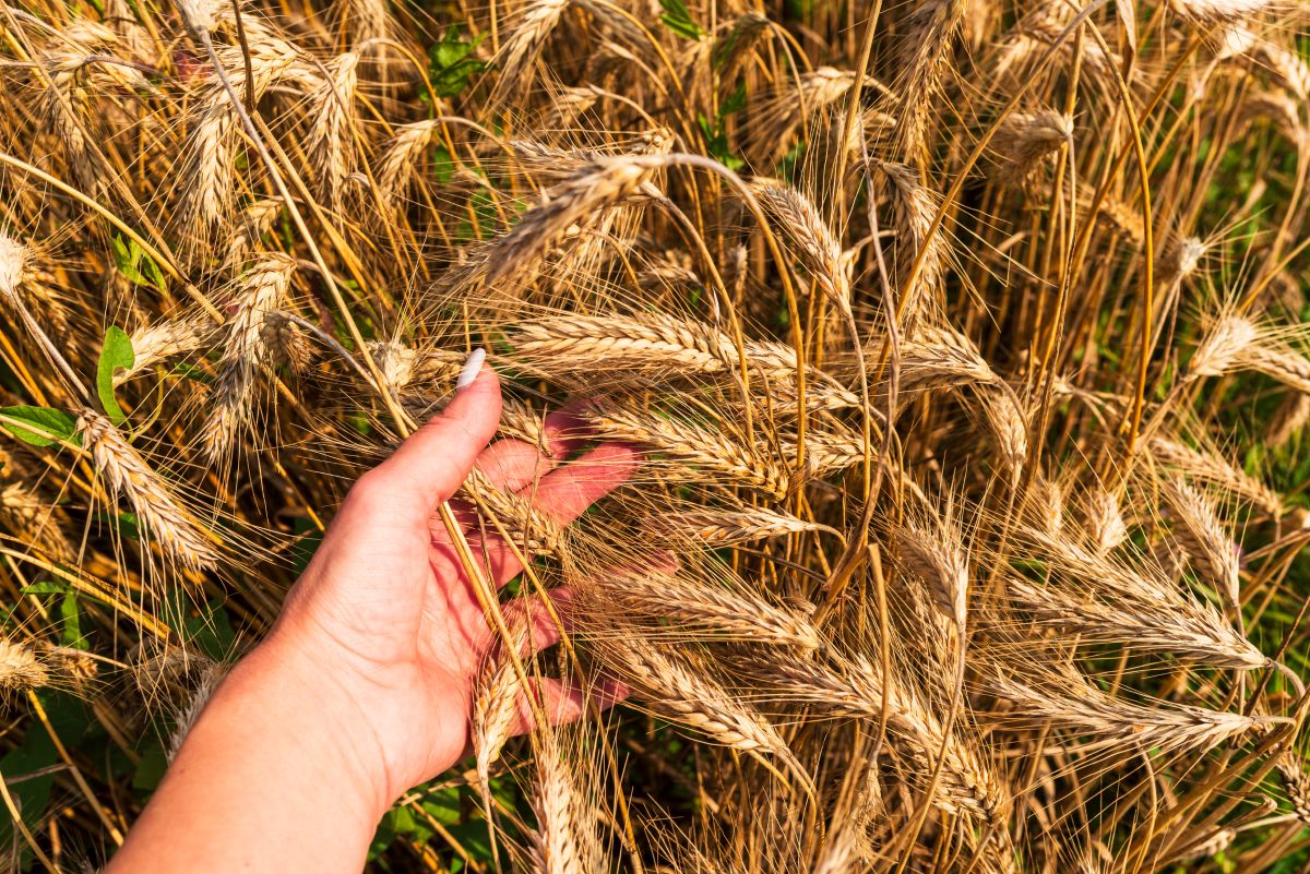 Фото: Volha Zhukava / GettyImages