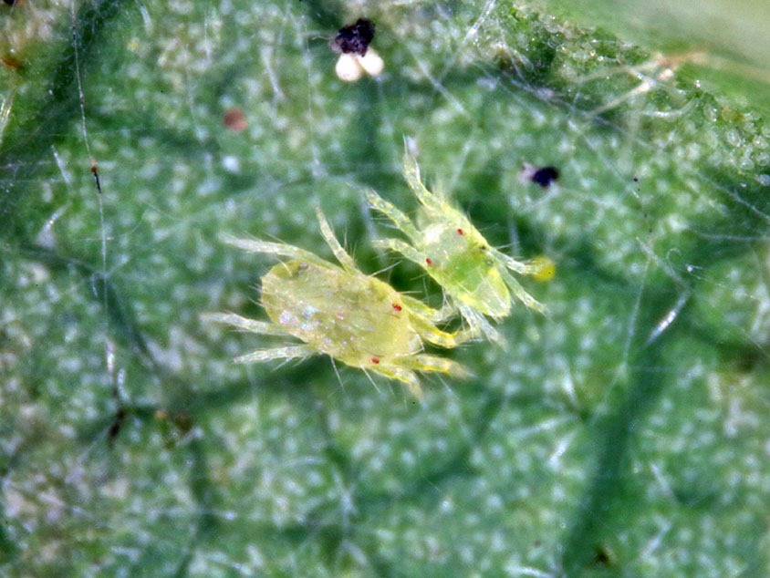 Фото: ФГБУ "ВНИИКР"