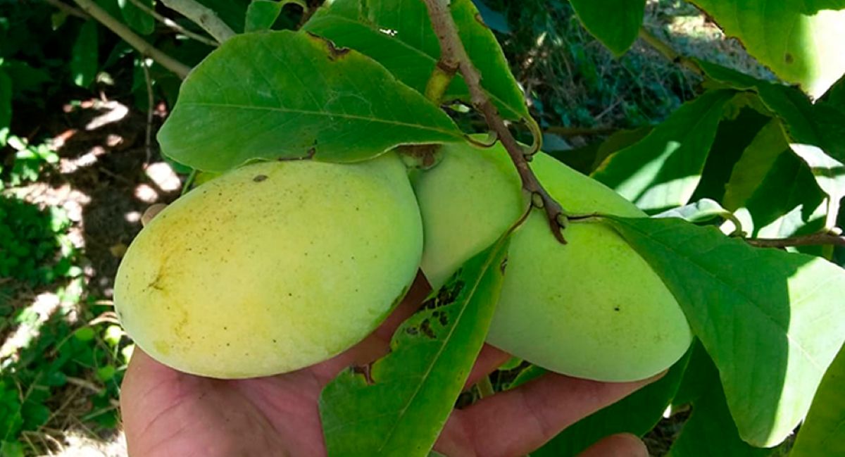 Фото: https://fczerna.ru/