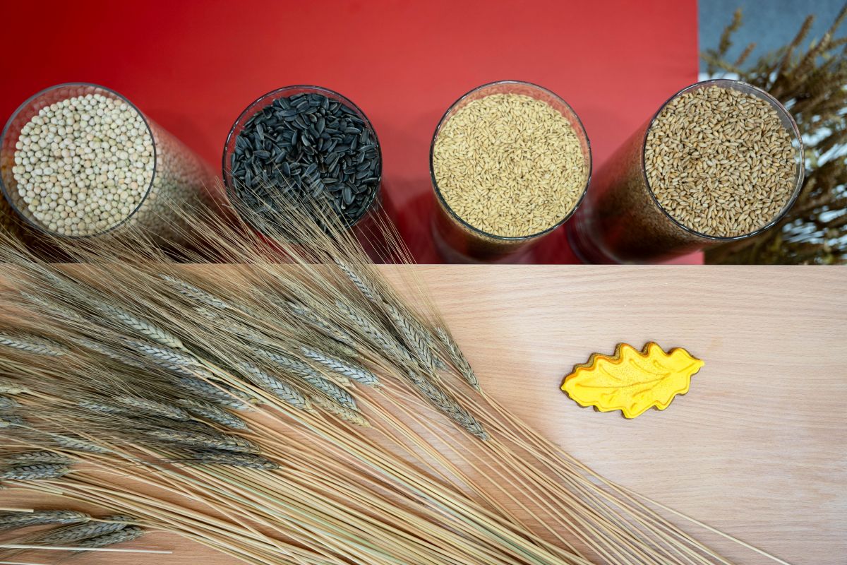 Фото: Александр Плонский / «Агроэксперт»