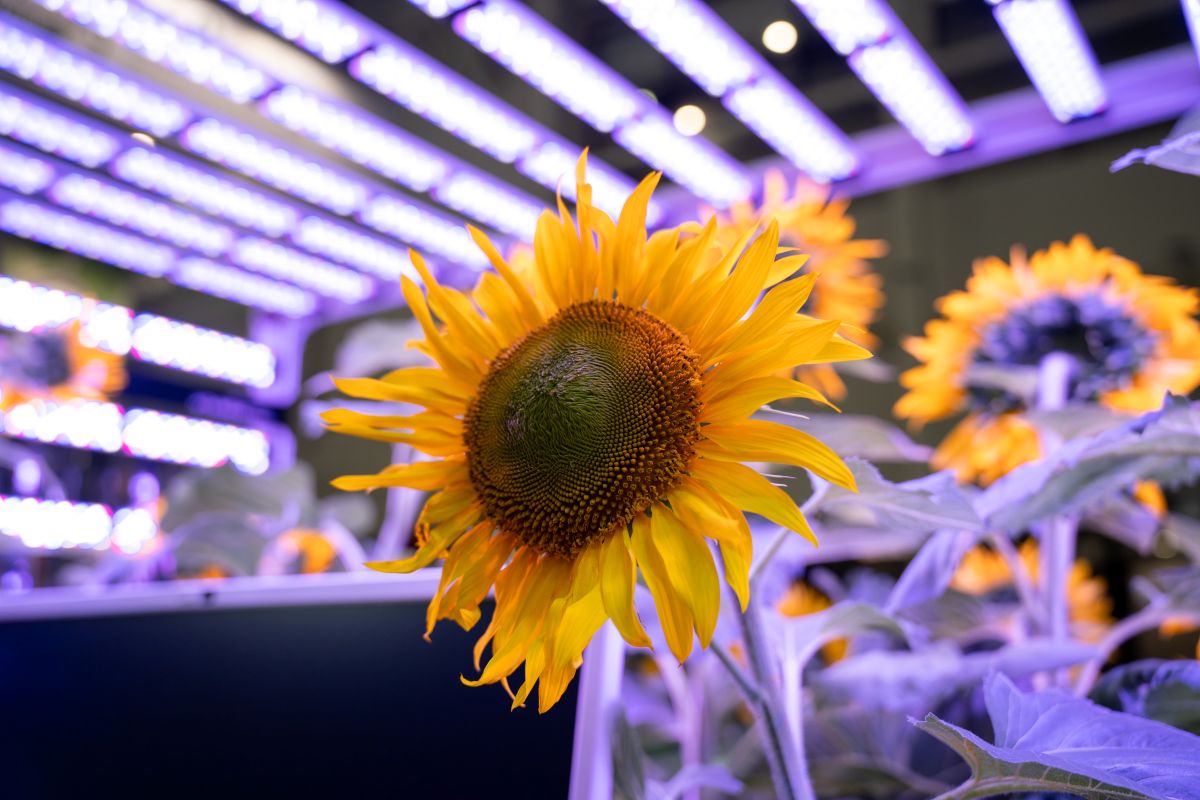 Фото: Александр Плонский / «Агроэксперт»