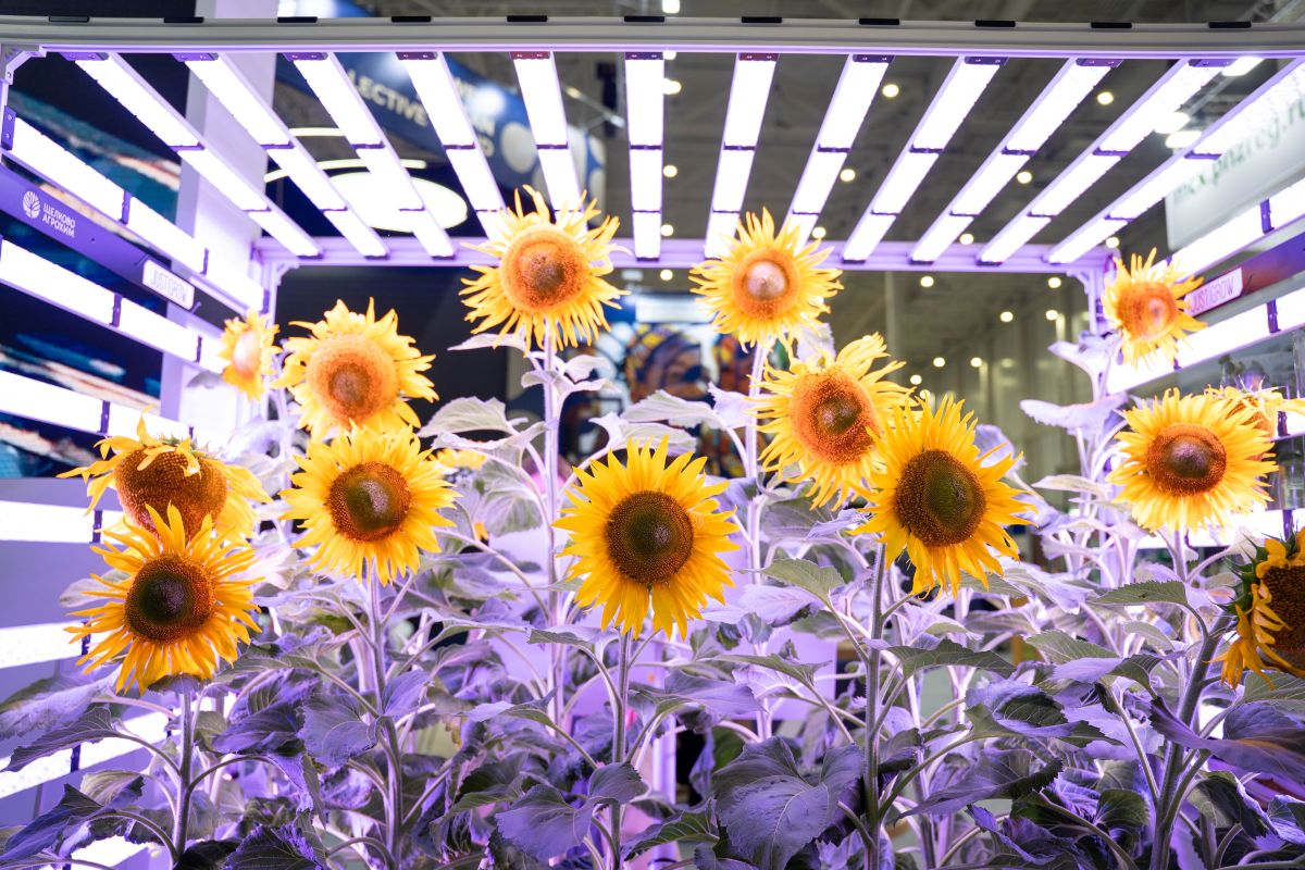 Фото: Александр Плонский / «Агроэксперт»