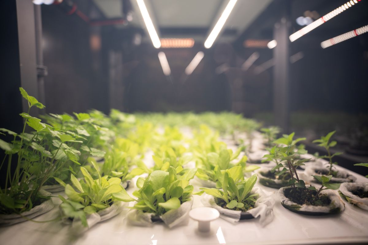 Фото: Александр Плонский / «Агроэксперт»