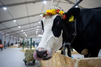Названы регионы с наибольшим числом дел в сфере животноводческой продукции