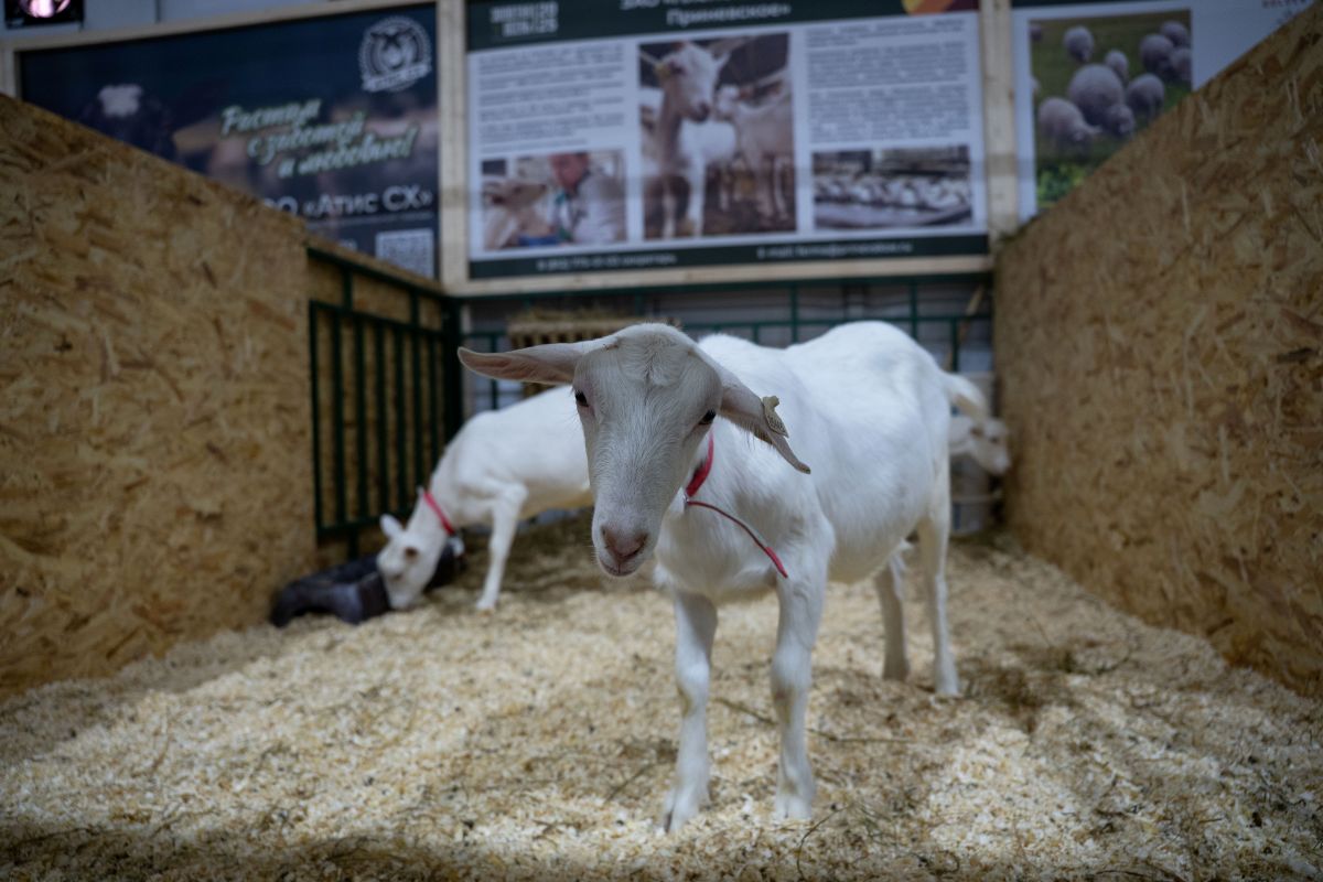 Фото: Александр Плонский / «Агроэксперт»