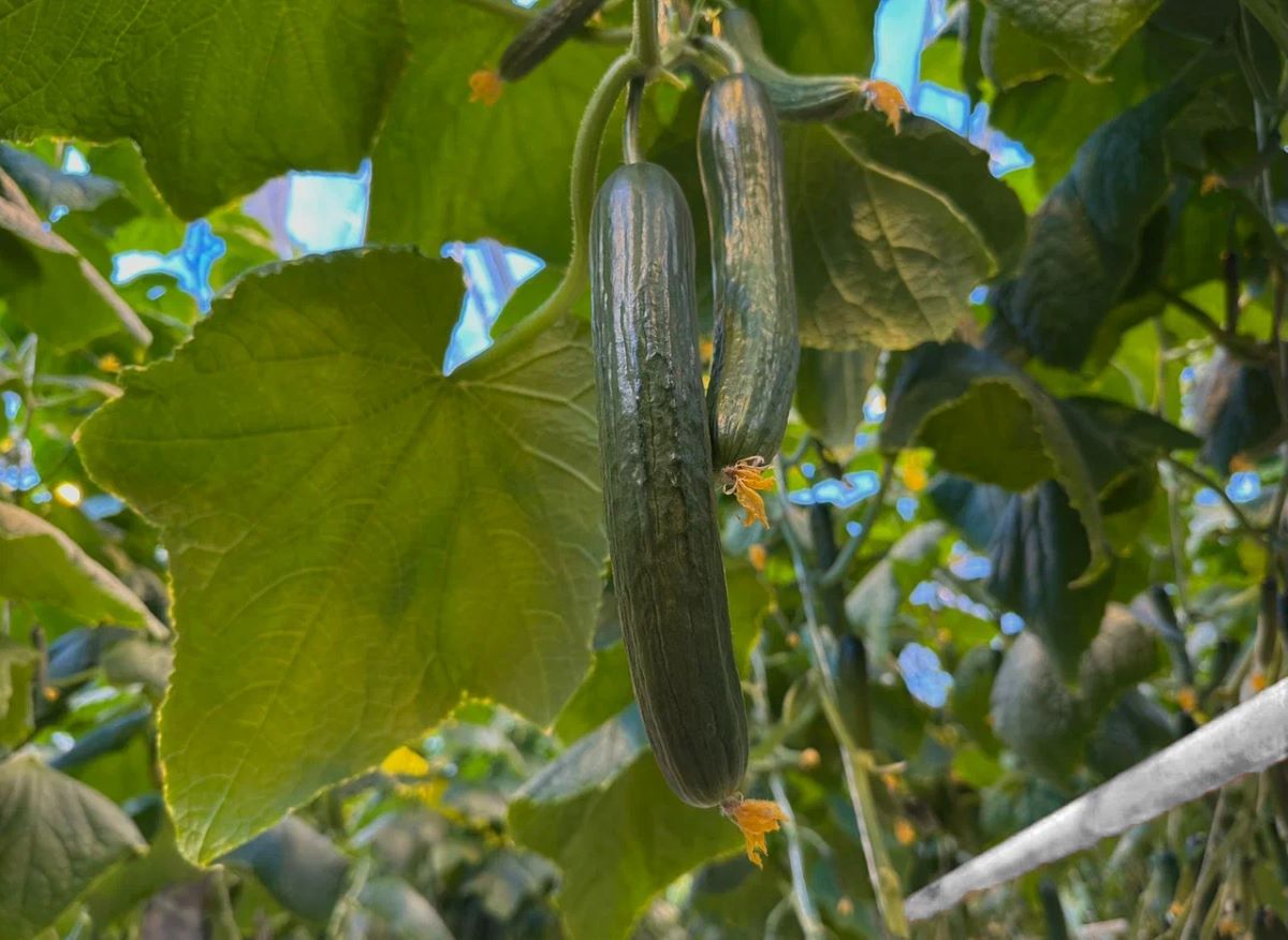 Фото: АПХ "Эко-культура"