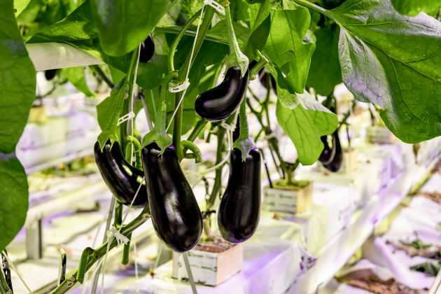 Фото: Корпорация развития Рязанской области