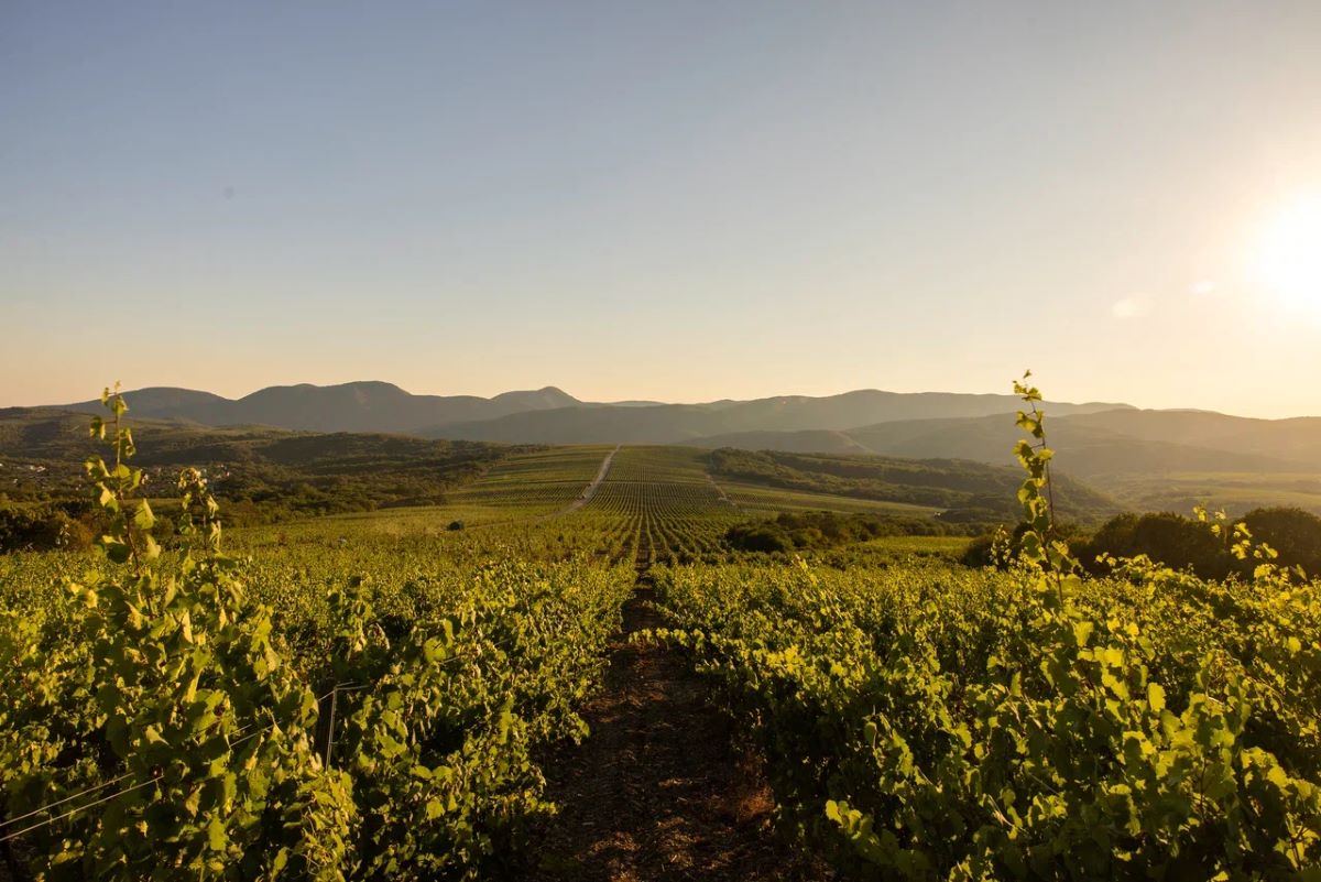 Фото: ГК "Абрау-Дюрсо"