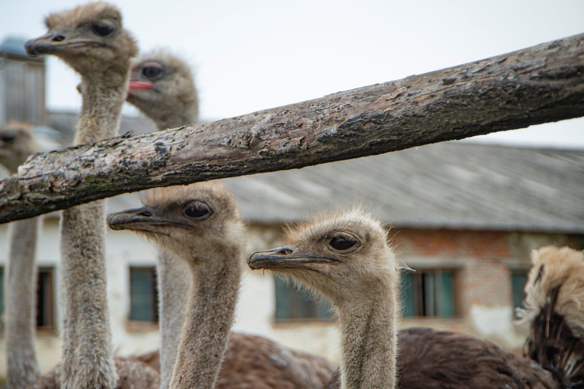 Фото: Olga Zhogina / GettyImages