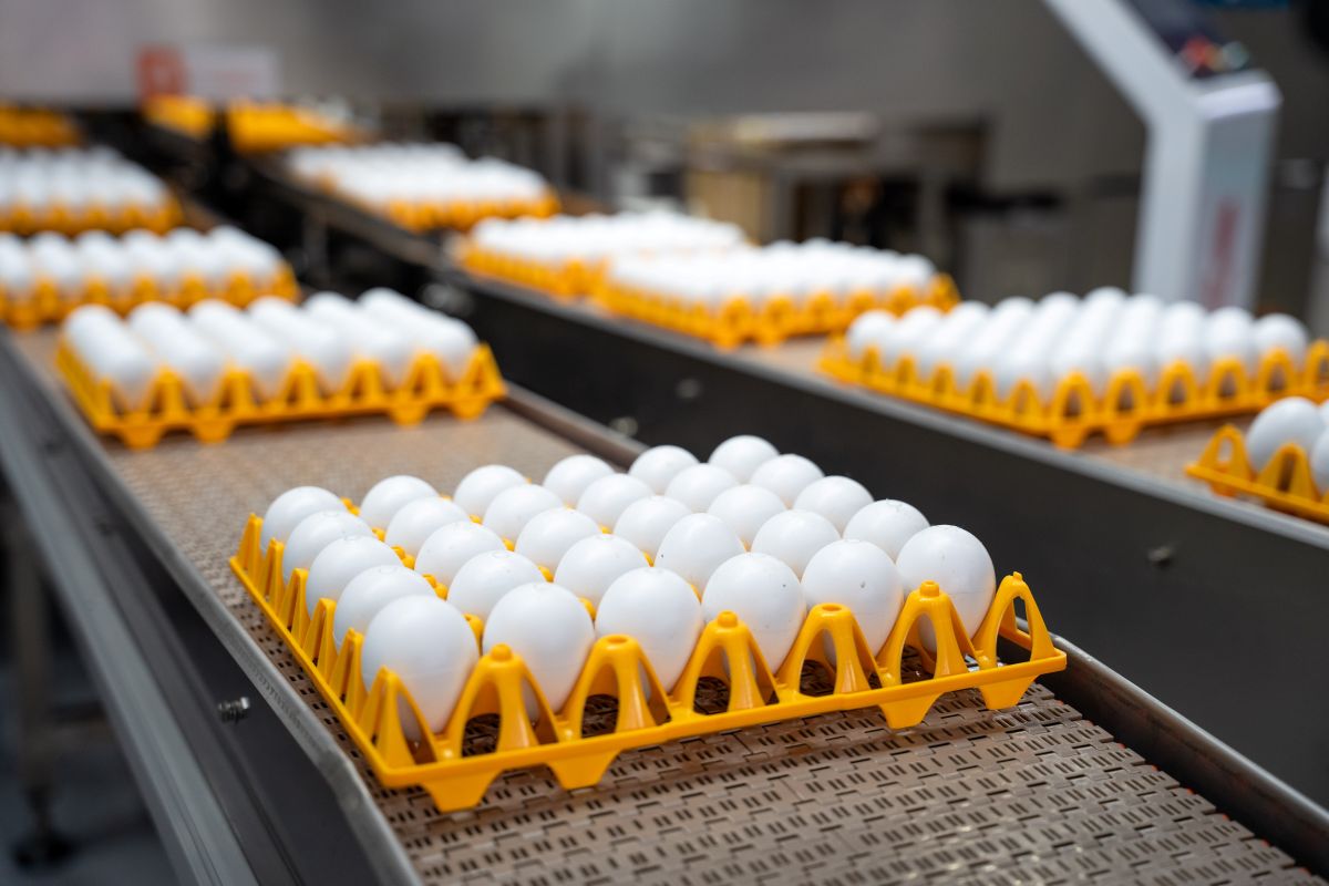 Фото: Александр Плонский / «Агроэксперт»