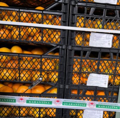Зараженные импортные цитрусы и картофель обработали в Новороссийске