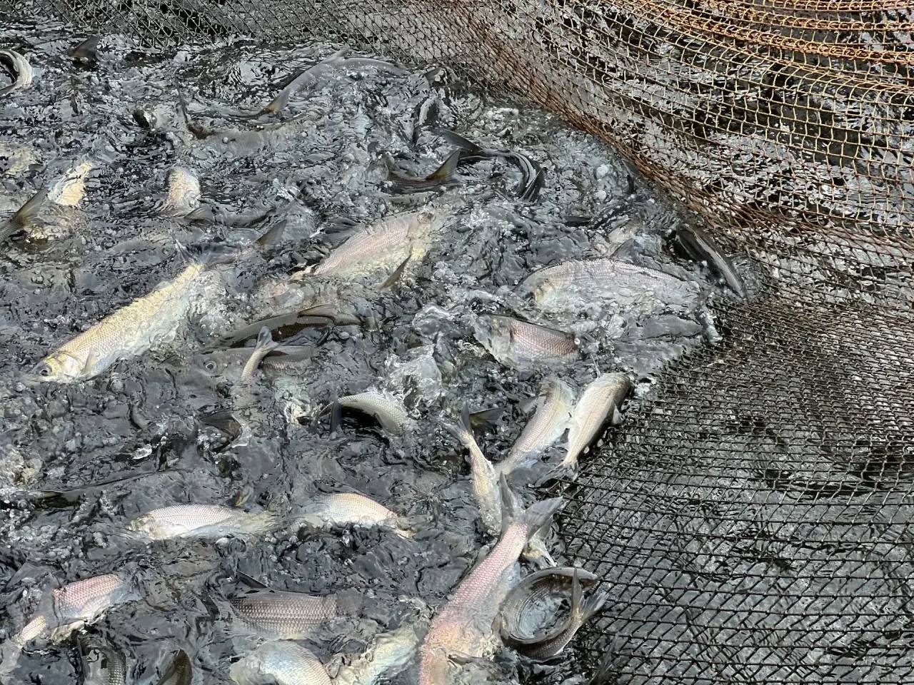 Фото: Минсельхозпрод Бурятии