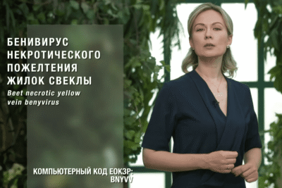 Бенивирус некротического пожелтения жилок свеклы: серьезная угроза урожаю
