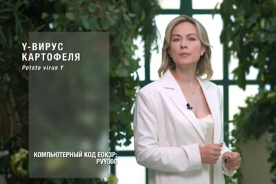 Y-вирус картофеля — один из самых вредоносных и распространенных патогенов этой культуры
