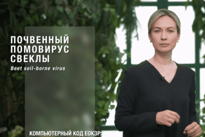 Как бороться с почвенным помовирусом свеклы